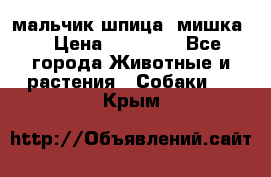 мальчик шпица (мишка) › Цена ­ 55 000 - Все города Животные и растения » Собаки   . Крым